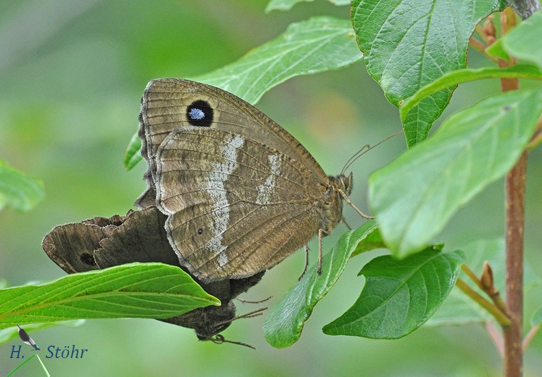 Blauäugiger Waldportier (Minois dryas)